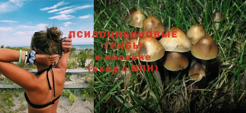 Галлюциногенные грибы Magic Shrooms Канаш